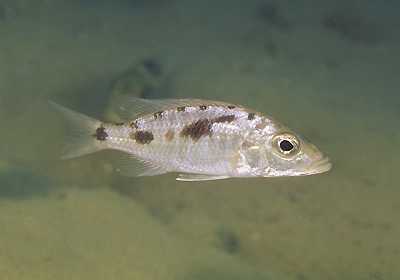 Stigmatochromis woodi 'Mbenji Island'